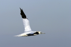 Northern Gannet