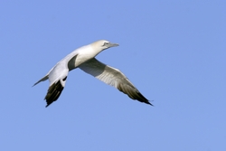 Northern Gannet