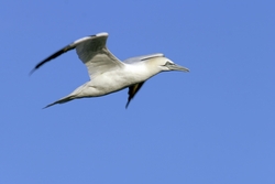 Northern Gannet