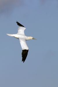 Northern Gannet