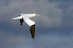 Northern Gannet
