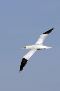 Northern Gannet