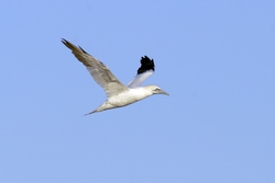 Northern Gannet