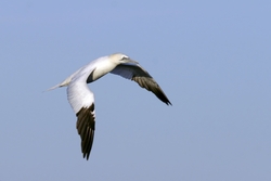 Northern Gannet