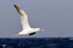 Northern Gannet