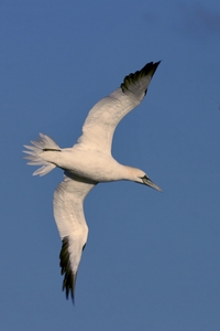 Northern Gannet