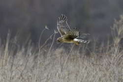 Northern Harrier
