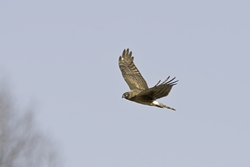 Northern Harrier