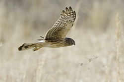 Northern Harrier