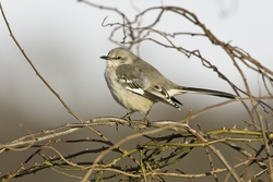 Northern Mockingbird
