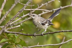 Northern Mockingbird