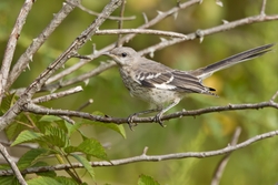 Northern Mockingbird