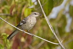 Northern Mockingbird