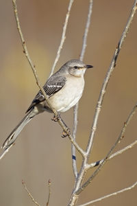 Northern Mockingbird