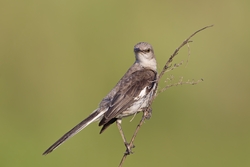 Northern Mockingbird