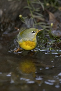 Northern Parula