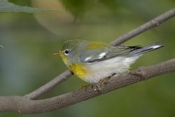 Northern Parula