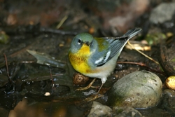 Northern Parula