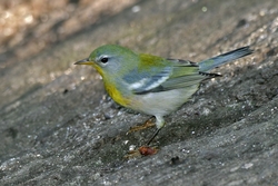Northern Parula