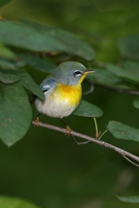 Northern Parula