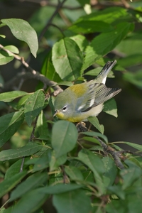 Northern Parula