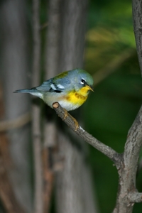 Northern Parula