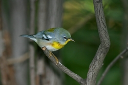 Northern Parula