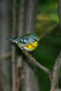 Northern Parula