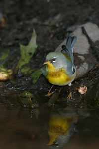 Northern Parula