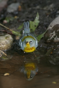 Northern Parula