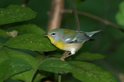 Northern Parula