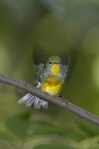 Northern Parula