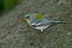 Northern Parula