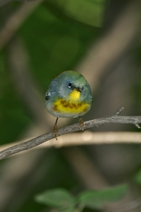 Northern Parula