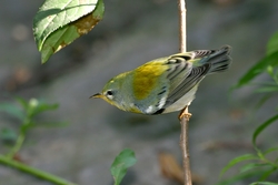 Northern Parula