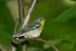 Northern Parula