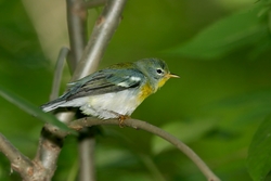 Northern Parula