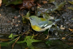 Northern Parula