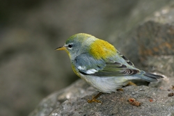 Northern Parula