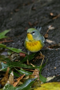 Northern Parula