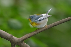 Northern Parula