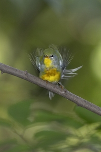 Northern Parula
