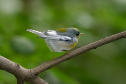 Northern Parula