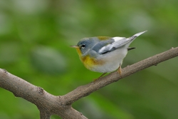 Northern Parula