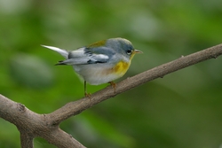 Northern Parula