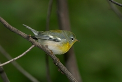 Northern Parula