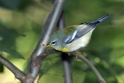 Northern Parula