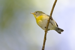 Northern Parula