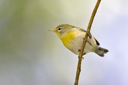 Northern Parula