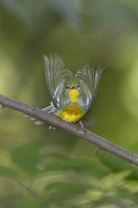 Northern Parula